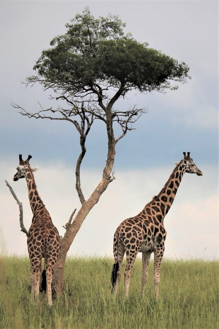 découvrez l'aventure ultime avec nos safaris inoubliables à travers des paysages sauvages. émerveillez-vous devant la faune majestueuse et vivez des expériences authentiques au cœur de la nature.